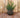 RUNDER BLUMENTOPF BEGONIA 60