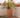 RUNDBLUMENTOPF GERBERA 50 RUSTIC