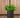 RUNDE PFLANZEN HORTENSIA 50