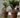 GROßER TOPF MAGNOLIA 120 CM
