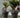 GROßER TOPF MAGNOLIA 120 CM